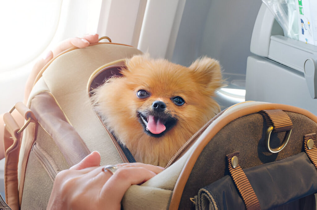 Turkish Airline Pet Travel: Stress-Free Pet Flights in 2024 | Flyingwithpet.com