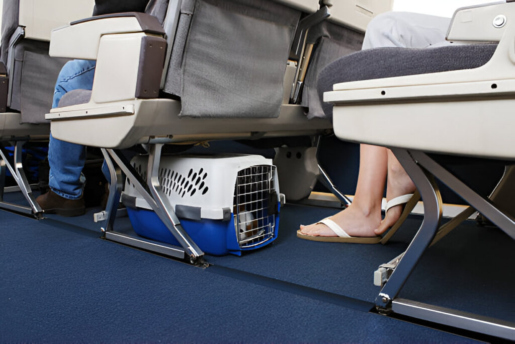 Alaska Airlines Pet Travel: 5 Tips for Stress-Free Pet Flights | Flyingwithpet.com